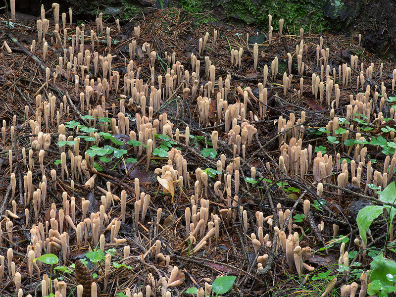 Clavariadelphus ligula